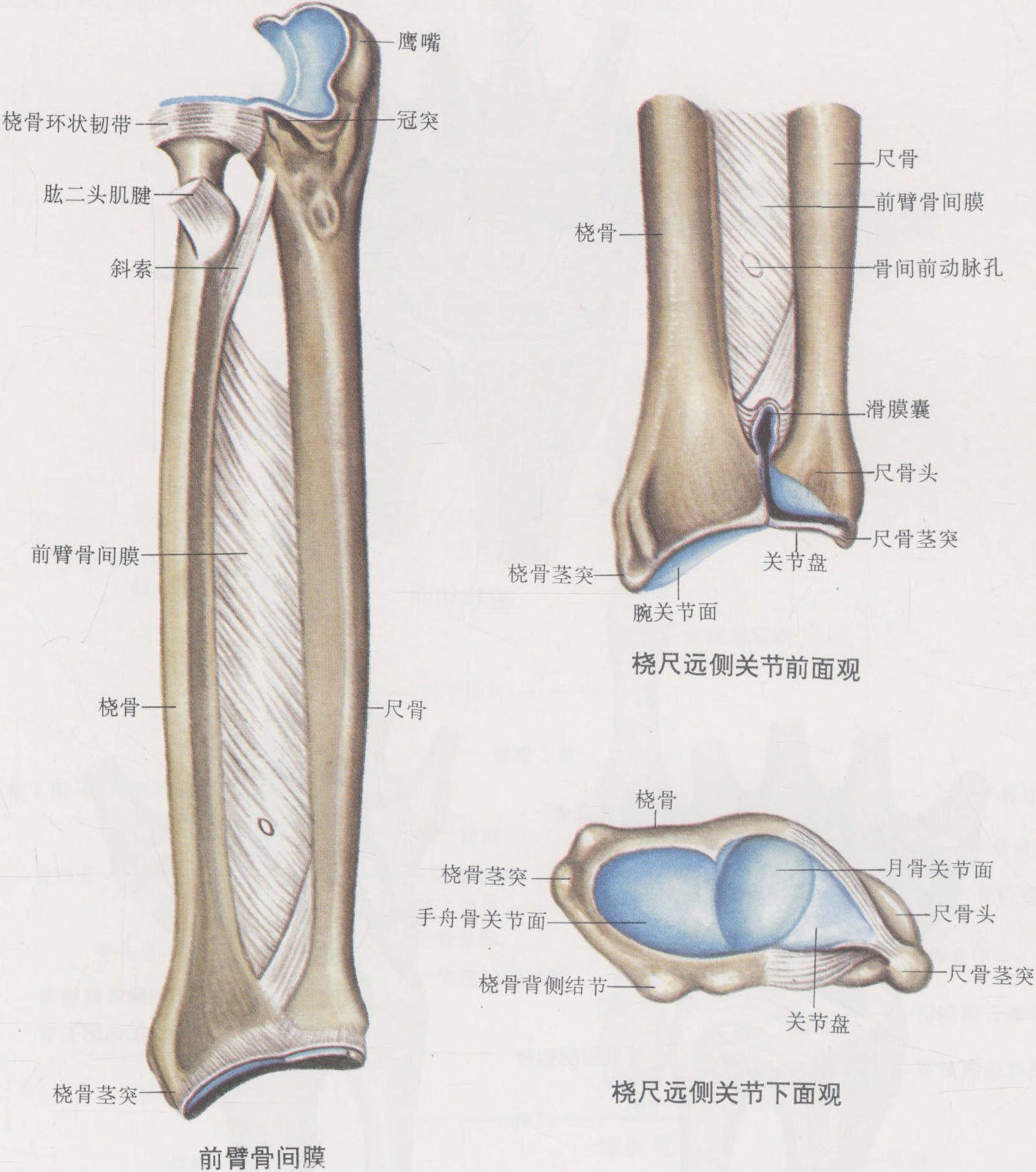 图4-41 腕关节运动轴-手外科解剖学图鉴-医学